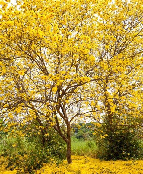 50 Yellow Trumpet Tree/ tebebuia Seeds | Etsy