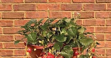 Growing Strawberries In Containers | A Collection of Photos