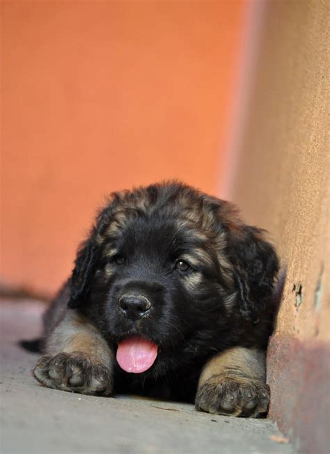 leonberger puppy by Elvenfaith on DeviantArt