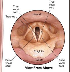 Week 16 Anatomy | ERexam