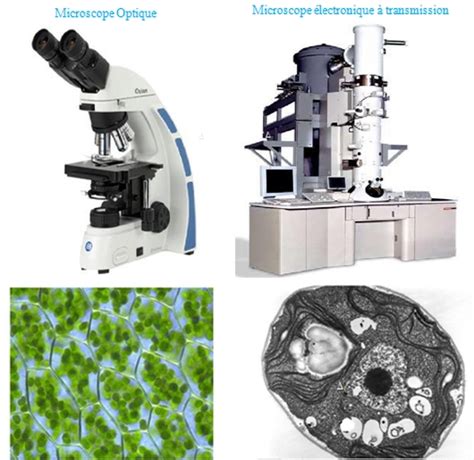 Le microscope optique ou photonique... - [1ère SVT - Enseignement Scientifique] - QCM n° 1009
