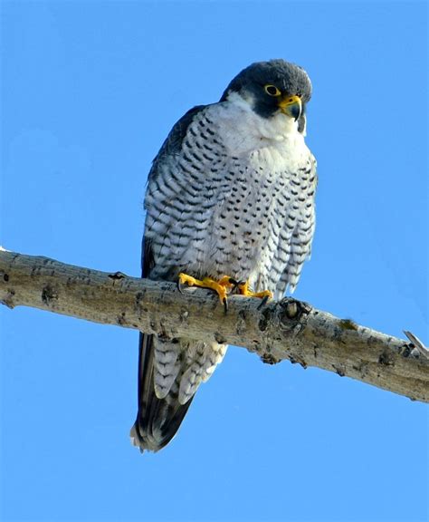 Falcons Breeds in the World (1)