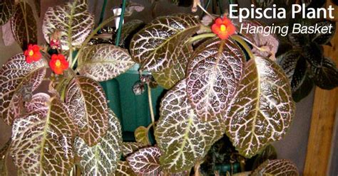 Episcia Plant Care: How To Grow Flame Violet Plants