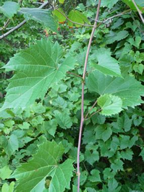 Wild Grape Vine: Pictures, Flowers, Leaves & Identification | Vitis riparia