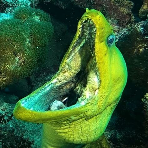 Moray Eel Bite / Moray eel bite victim rescued off coast of Venice, Florida / Eels have no ...