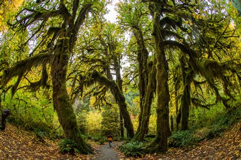 The Hoh Rainforest covered in fall colors - Equal Motion