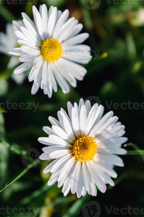 Daisy flower in a garden at springtime, edible flower, bellis perennis, astereae 42566961 Stock ...