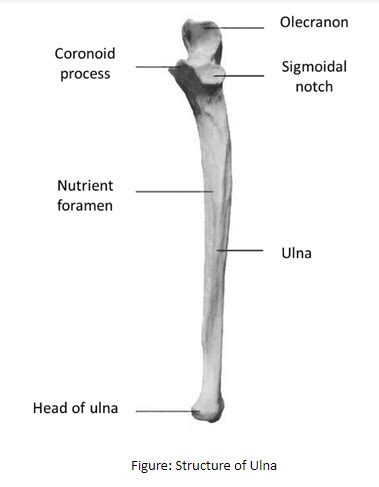 Sigmoid notch is present in(a)Radius (b)Ulna (c)Humerus(d)Femur