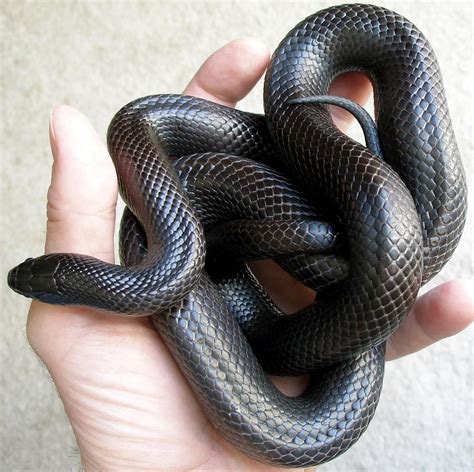 Mexican Black Kingsnake | Mexican black kingsnake, Pet snake, Viper snake