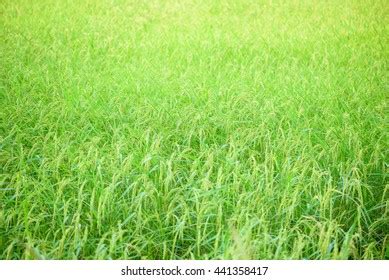 Rice Field Background Stock Photo 441358417 | Shutterstock