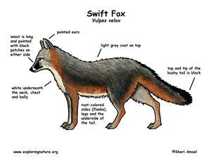 Swift fox - CreationWiki, the encyclopedia of creation science