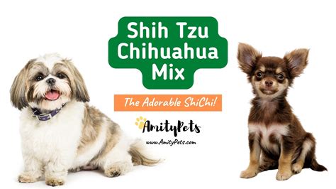 Shih Tzu Chihuahua Mix [why you want to bring home a ShiChi!] – Amity Pets