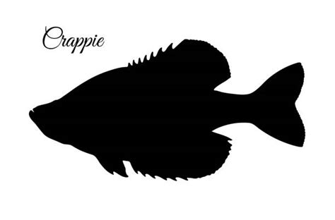 Crappie Clip Art Illustrations, Royalty-Free Vector Graphics & Clip Art - iStock