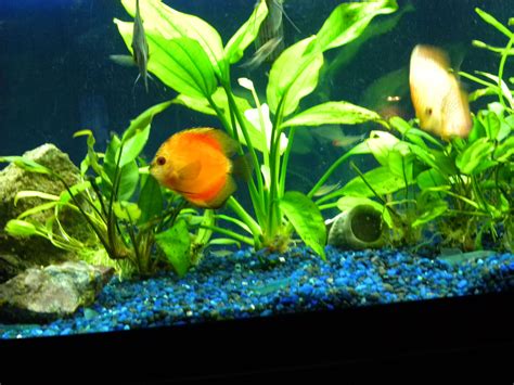 Beautiful discus. | Discus aquarium, Discus, Plants