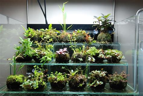 How To Grow Aquarium Plants Emersed - Aquarium Views