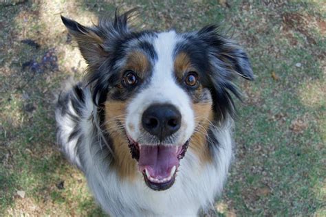 Australian shepherd: Dog breed characteristics & care