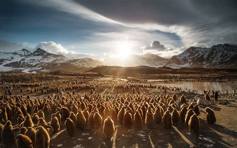 King penguin Chicks 4K Wallpapers | HD Wallpapers | ID #24822