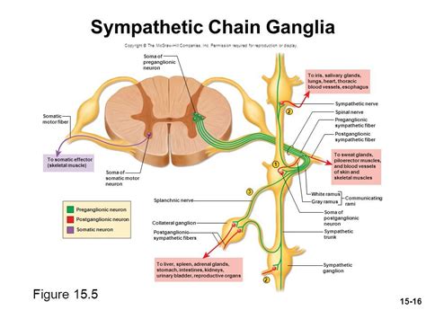 ganglion of sympathetic trunk – Liberal Dictionary