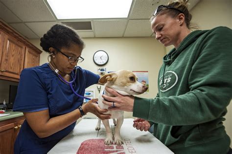 DVIDS - Images - Vet Clinic provides care for MWD’s, family pets [Image 14 of 14]