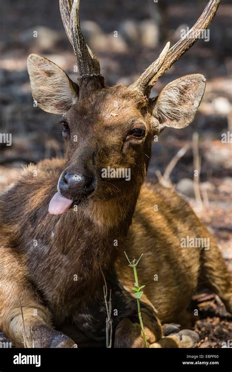 Adult buck Timor rusa deer (Cervus timorensis), Komodo National Park, Komodo Island, Indonesia ...