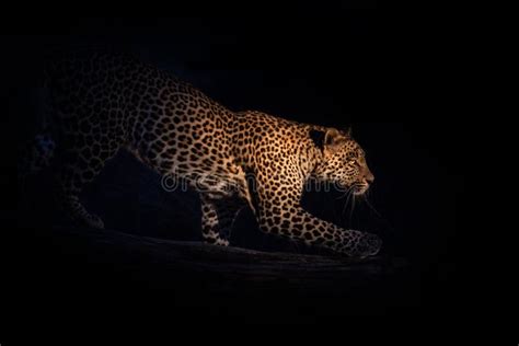 Leopard Hunting at Night South Africa Kruger National Park Stock Image - Image of nightview ...