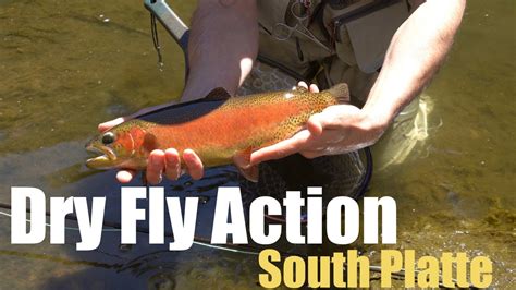 Dry Fly Fishing Cheeseman Canyon, South Platte River in Colorado - YouTube