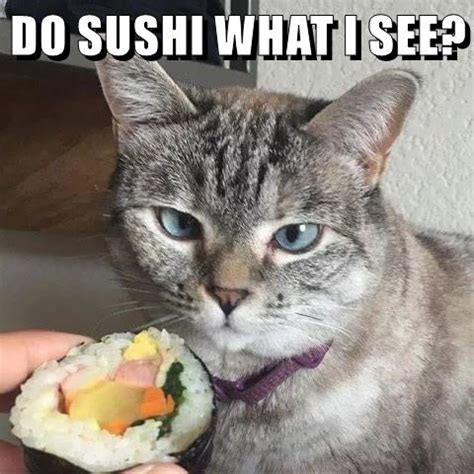 Lolcats - sushi - LOL at Funny Cat Memes - Funny cat pictures with ...