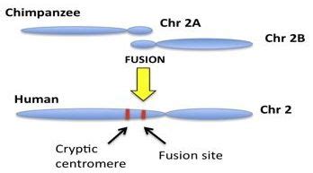 Chromosome 2 Fusion 2