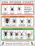 Spider Identification Chart - Venomous or Dangerous?