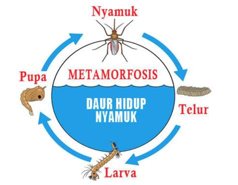 Siklus Hidup Nyamuk Betina Dewasa - Cara Mengusir Nyamuk