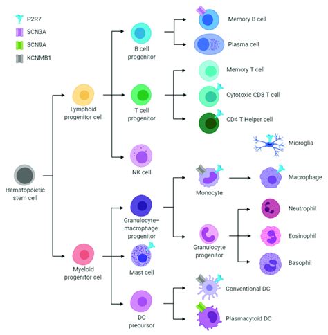 Overview of the key immune cell types from the hematopoietic lineage... | Download Scientific ...