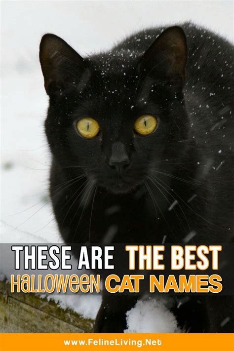 The Best 151 Halloween Cat Names For Your Mysterious Kitty | Halloween ...