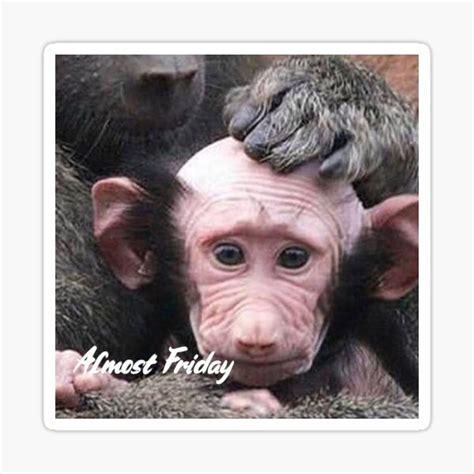 "Bald Monkey Almost Friday" Sticker by JoeyGsShop | Redbubble