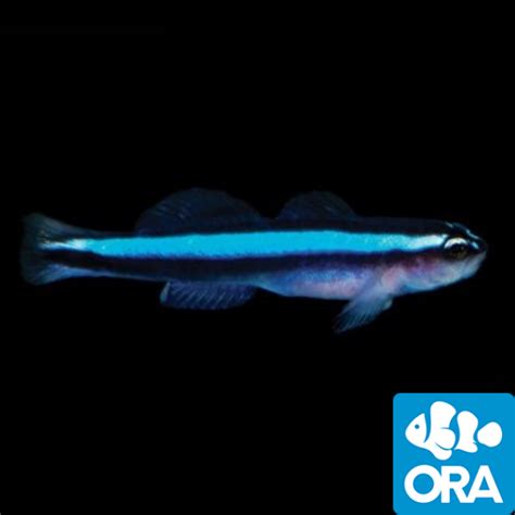 Oceans Garden Aquaculture ORA Blue Neon Goby Captive-Bred