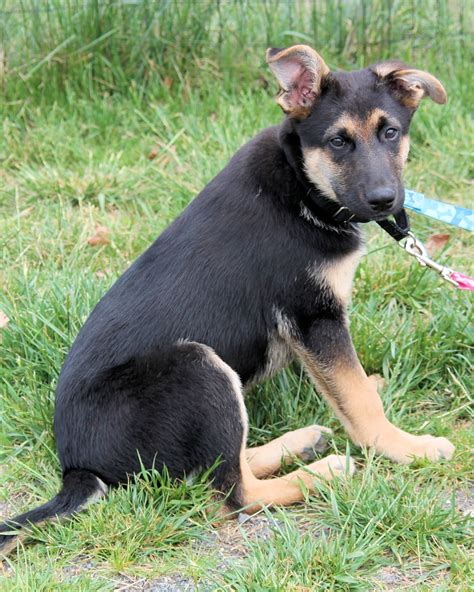 German Shepherd Mix - Dog Training Home | Dog Types