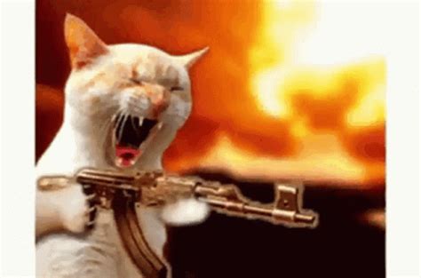 Angry Cat Mad Hissing Flash Effect GIF | GIFDB.com