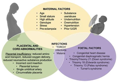 Intrauterine growth restriction, causes, symptoms, diagnosis, treatment ...