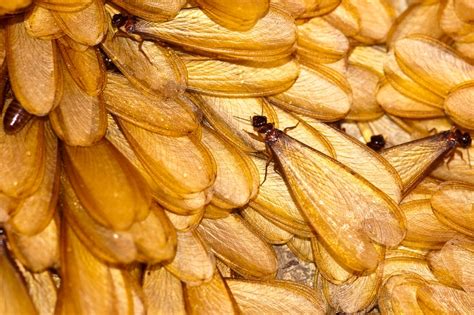 Do Termites Fly? 17 FAQs on Flying Termite