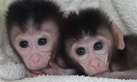 World's first pig-monkey hybrids created by scientists in Chinese ...