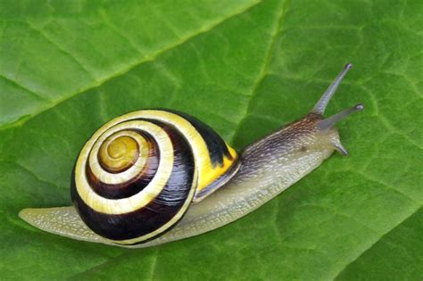 Don't Crush Those Snails: They May be Your Friends! - Laidback Gardener