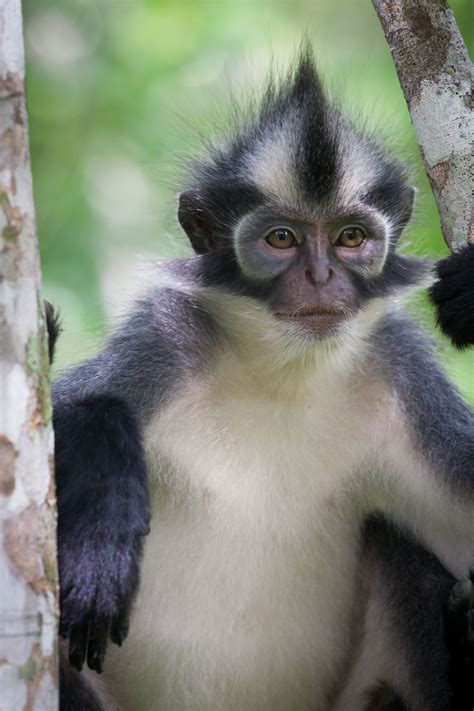 Thomas Leaf Monkey | Rare animals, Gunung leuser national park, Animals