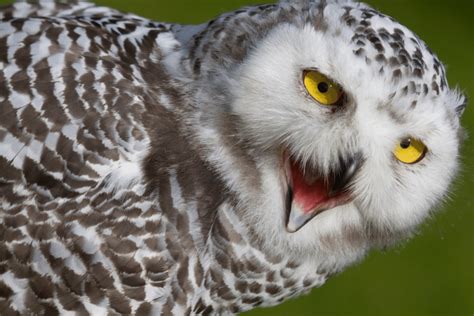 What do Snowy Owls Eat? - Backyard Bird Watchers