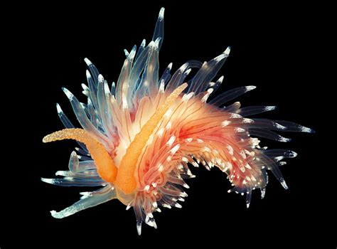 Glowing Underwater Creatures - Natural Underwater Photograph - XciteFun.net