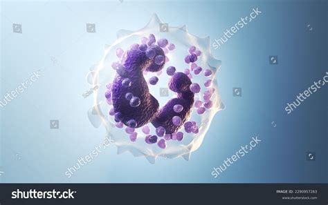 Basophilic Myelocyte