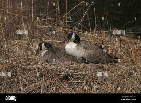 Canada Goose Nesting Stock Photo - Alamy