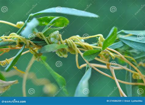 The Parasitic Plant Cuscuta Grows among Crops Stock Image - Image of ...