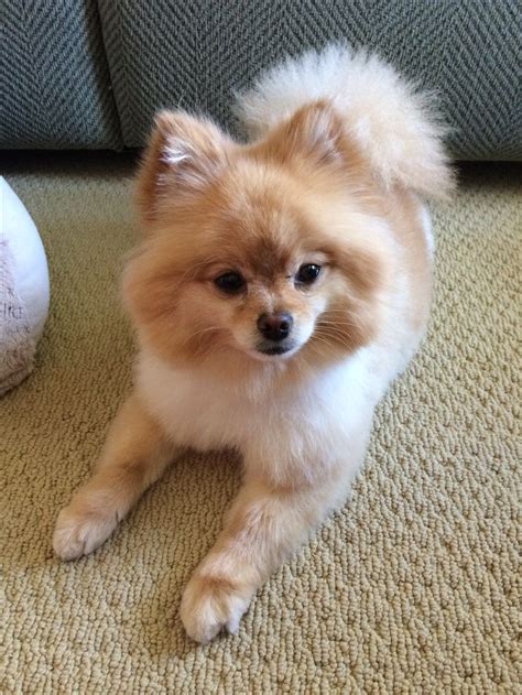 Pomeranian haircut | Pomeranian puppy, Cute pomeranian, Pomeranian dog