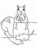 Printable Squirrel Coloring Page sketch template