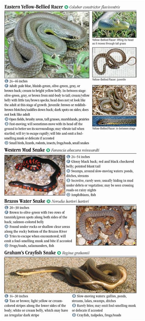 Texas Snake Identification Chart