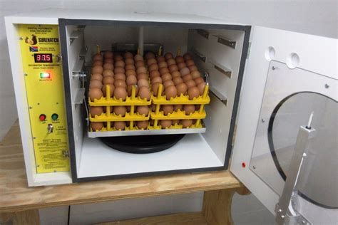 How an egg incubator works